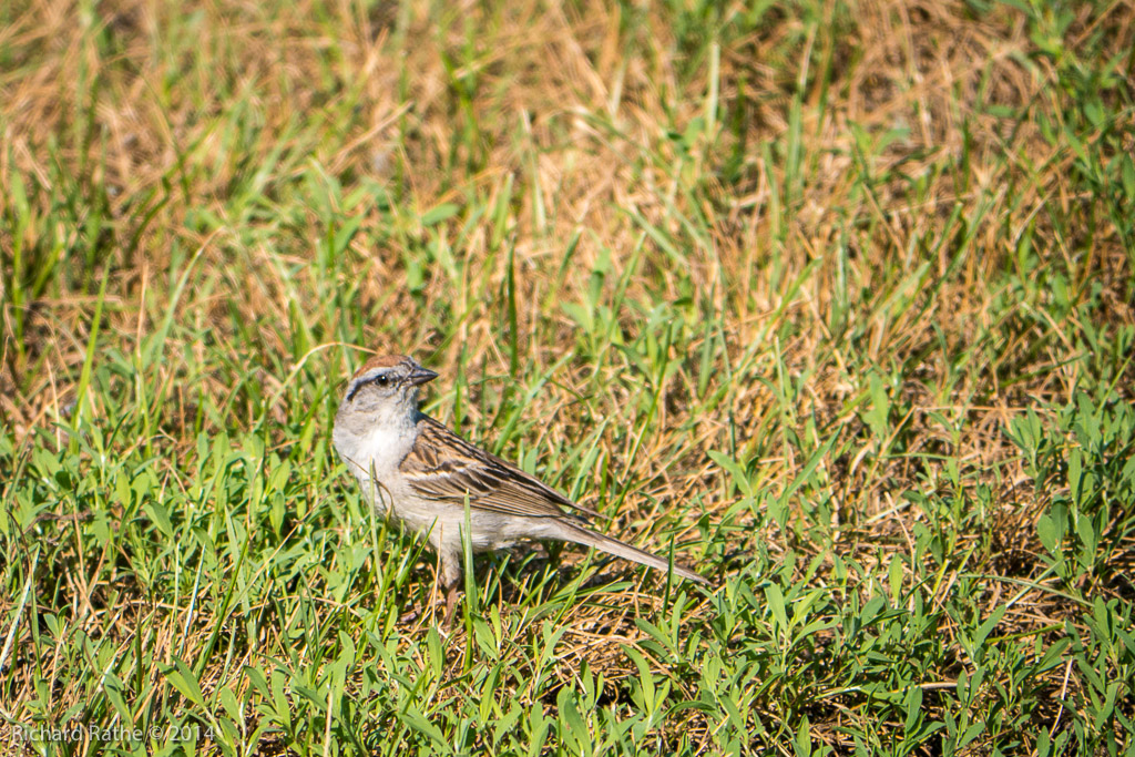 Chipping Sparrow