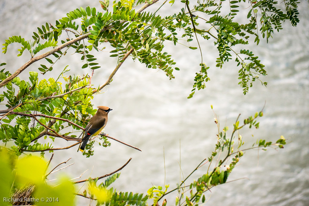 Cedar Waxwing