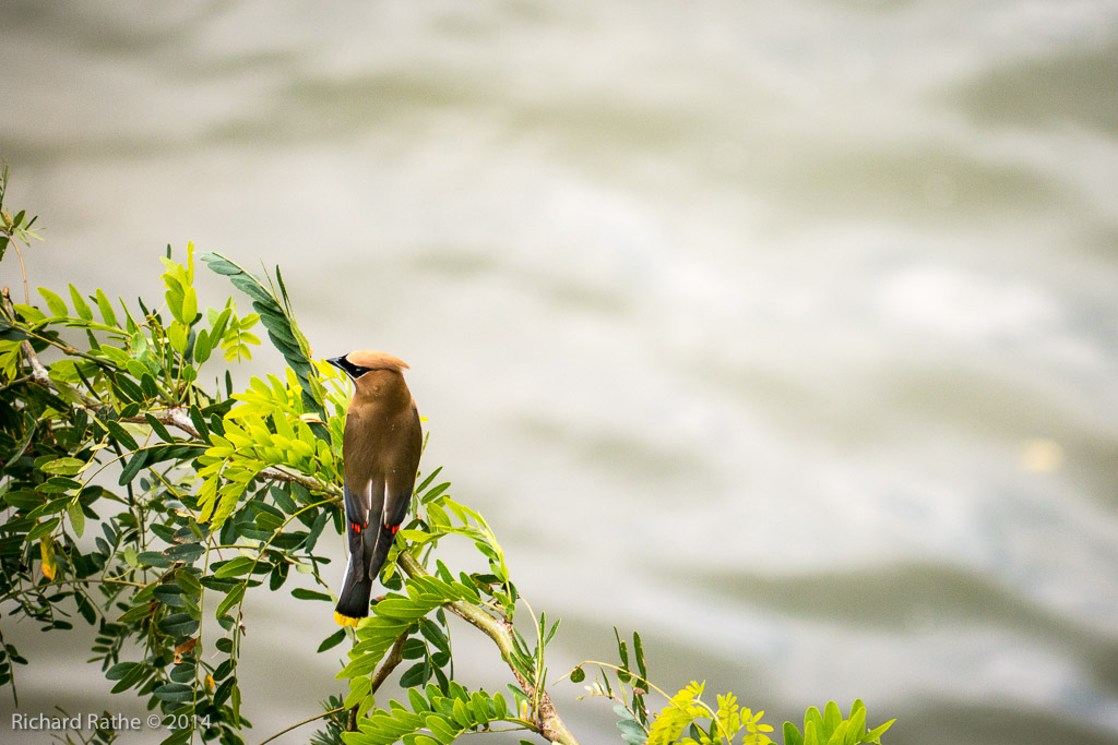 Cedar Waxwing