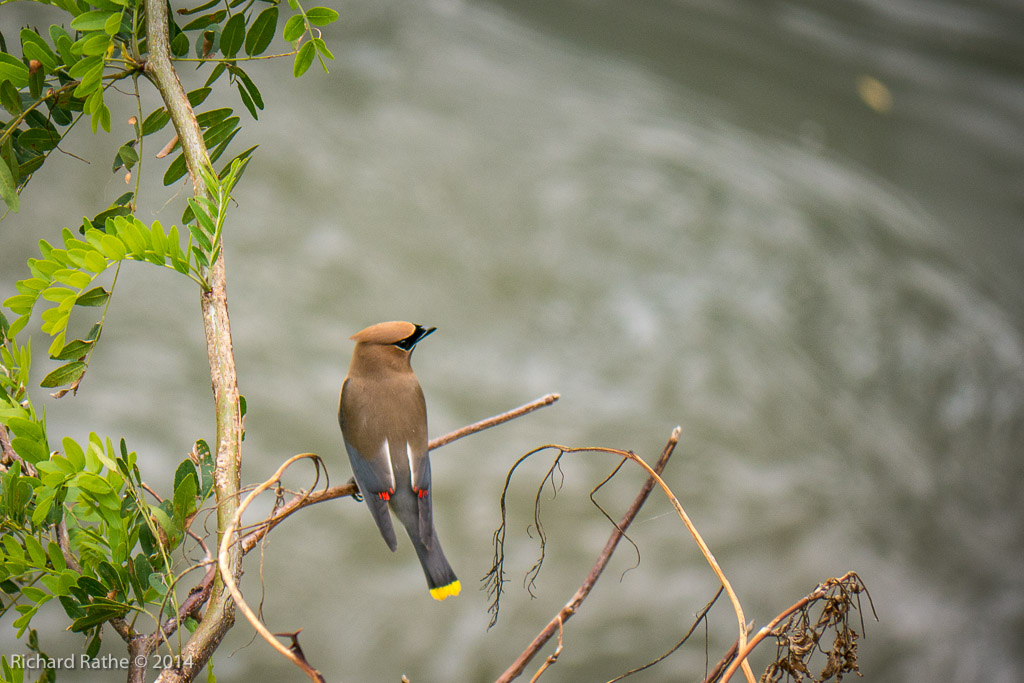 Cedar Waxwing