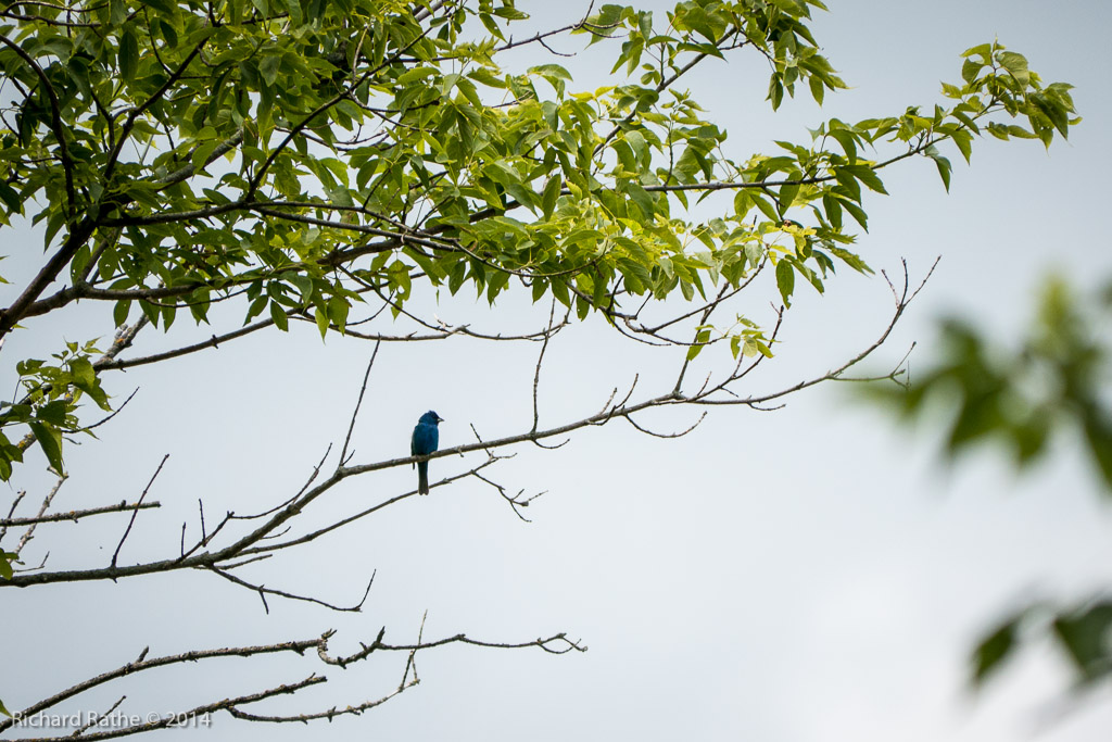 Indigo Bunting