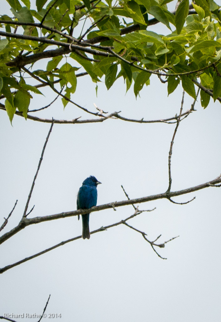 Indigo Bunting