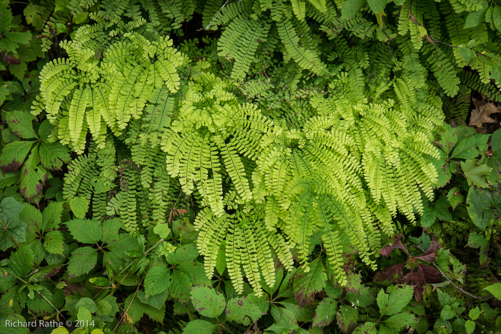 Maiden-Hair Fern