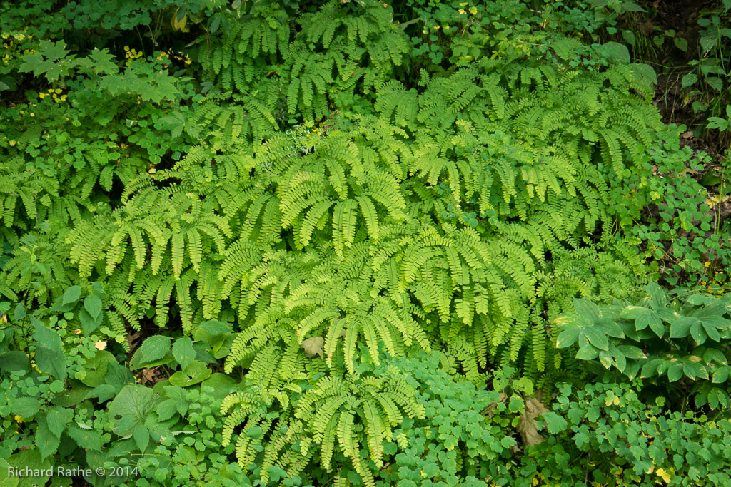 Maiden-Hair Fern