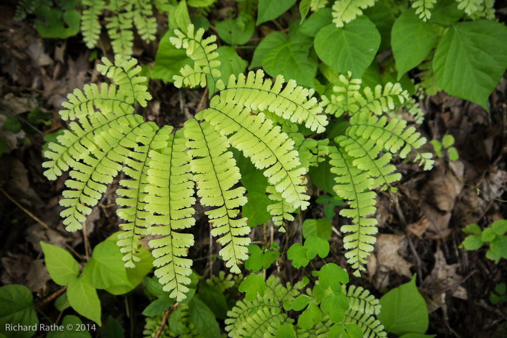 Maiden-Hair Fern