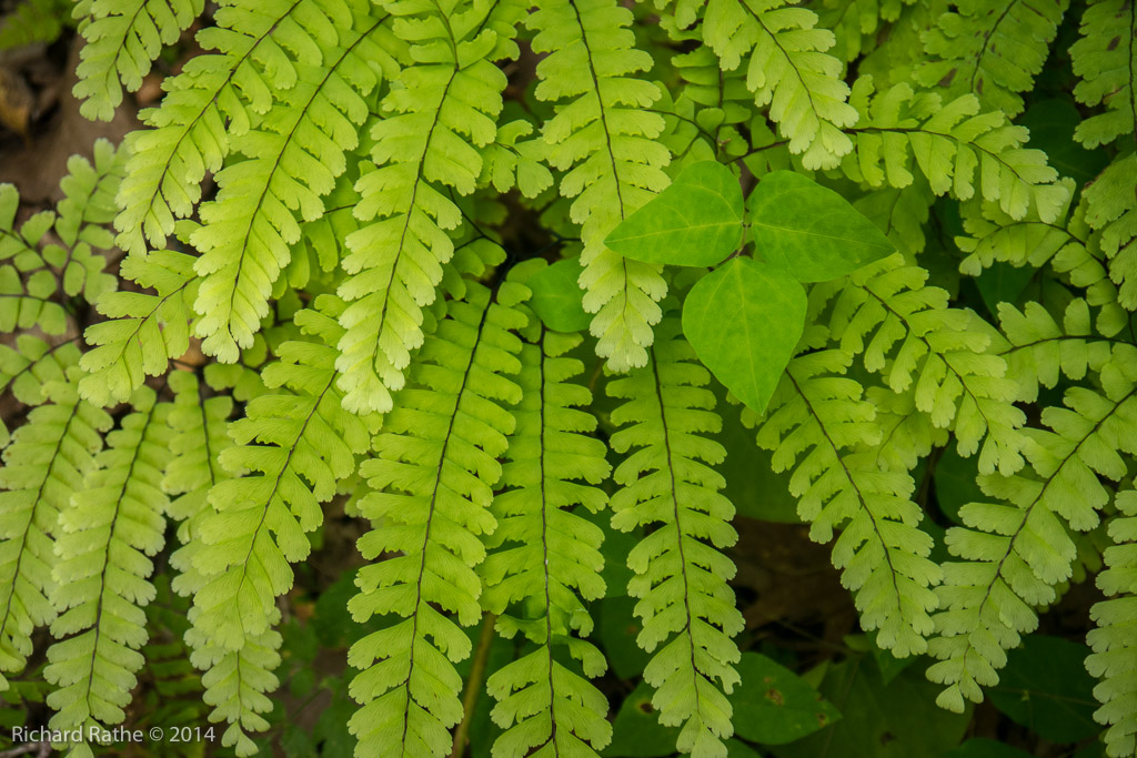 Maiden-Hair Fern