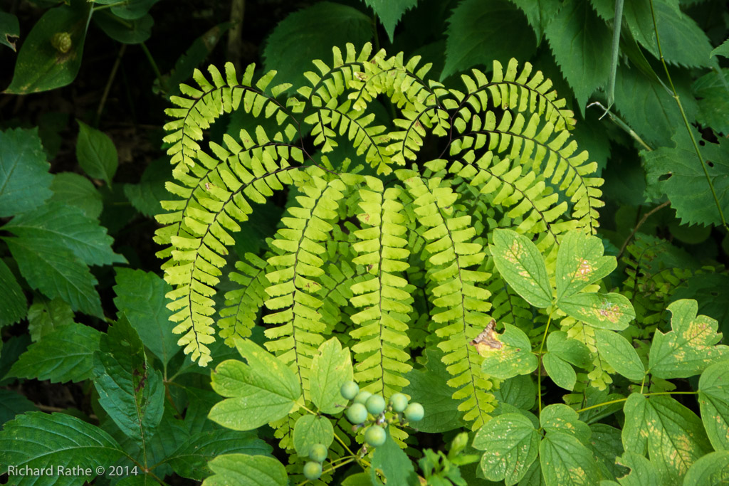 Maiden-Hair Fern