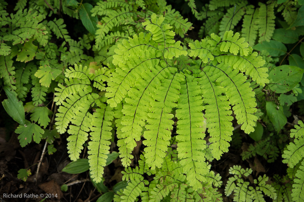 Maiden-Hair Fern