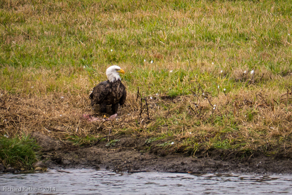 Bald Eagle