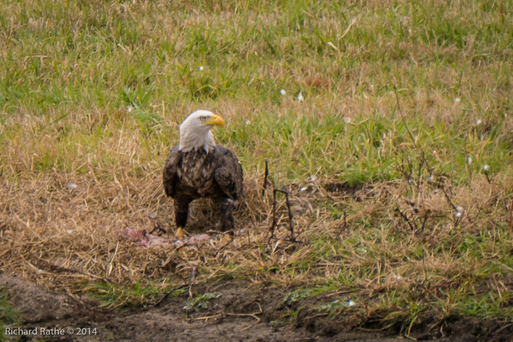 Bald Eagle