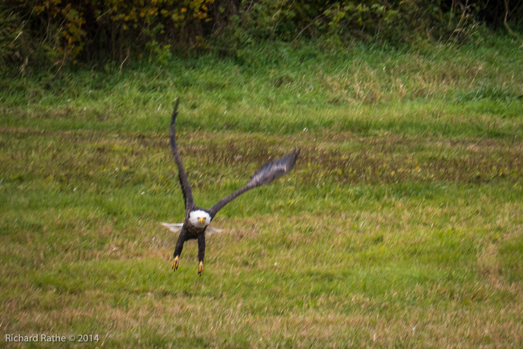 Bald Eagle