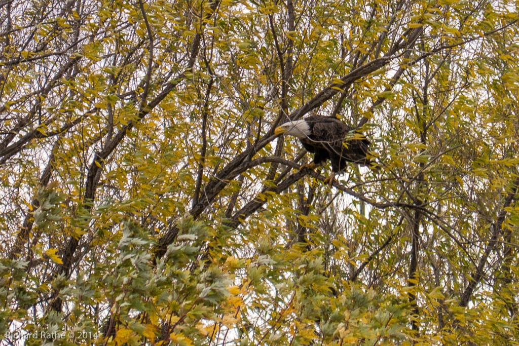 Bald Eagle