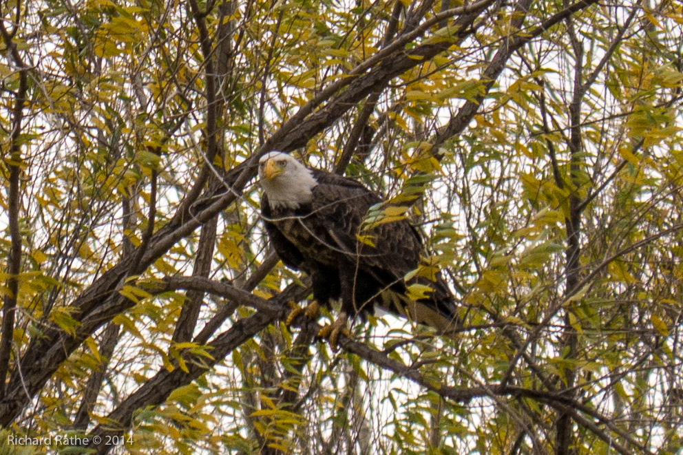 Bald Eagle