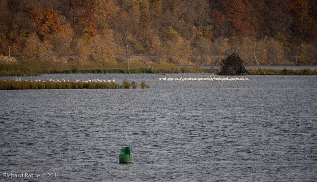 White Pelicans