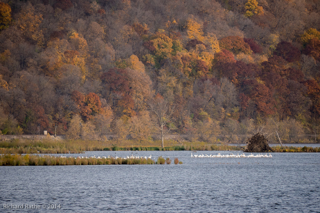 White Pelicans