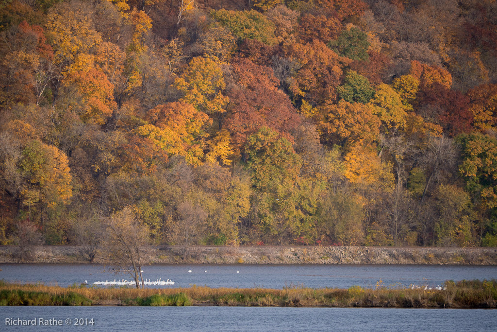 White Pelicans