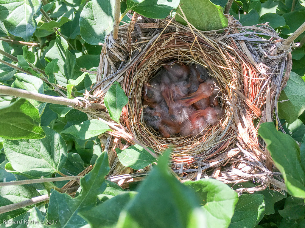 Red-Winged Blackbird Nest