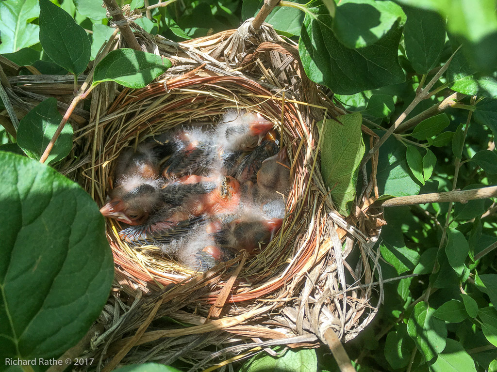 Red-Winged Blackbird Nest