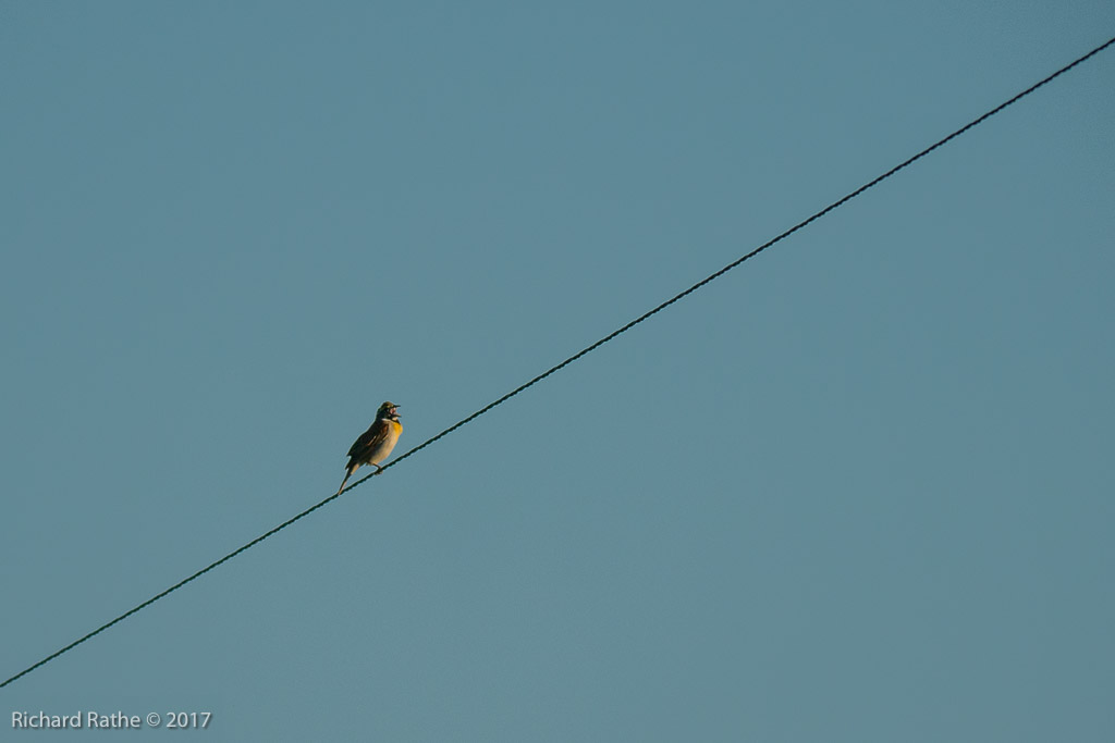 Dickcissel