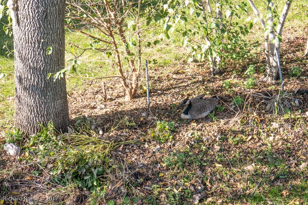 Canadian Goose with Broken Wing