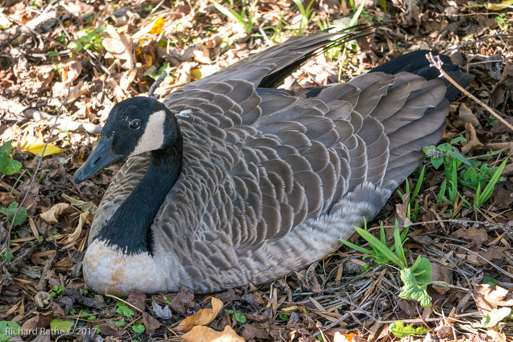 Canadian Goose with Broken Wing