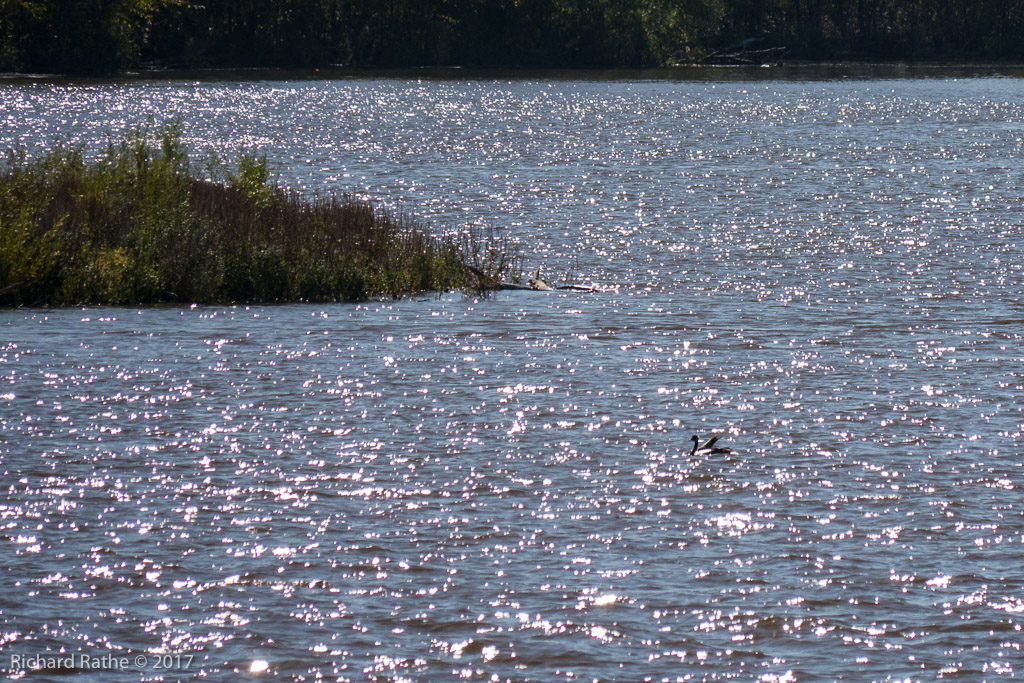 Canadian Goose with Broken Wing