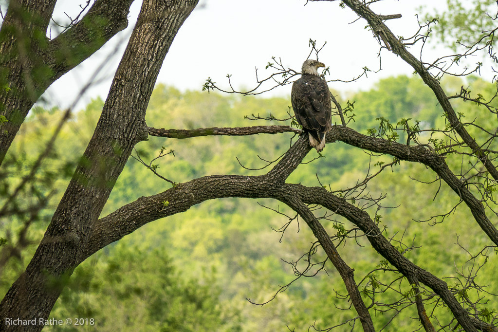 Bald Eagle