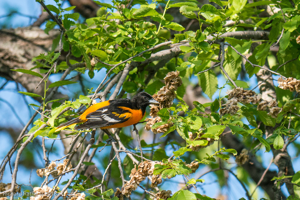 Baltimore Oriole