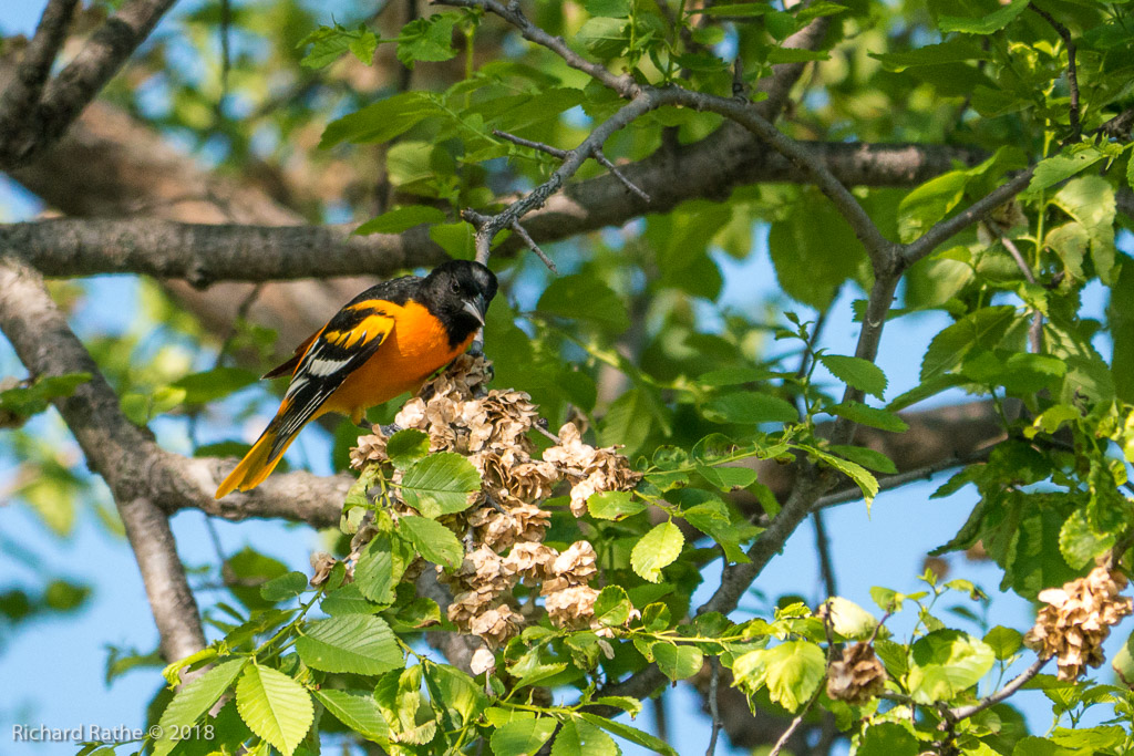 Baltimore Oriole