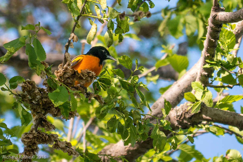 Baltimore Oriole