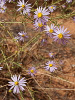 0011 Lake Powell Utah 2010 Roadside Flowers 2010 