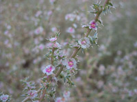 0027 Lake Powell Utah 2010 Roadside Flowers 2010 