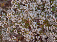 0059 Lake Powell Utah 2010 Roadside Flowers 2010 