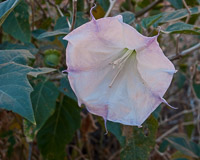 0062 Lake Powell Utah 2010 Roadside Flowers 2010 