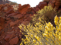 0070 Lake Powell Utah 2010 Roadside Flowers 2010 