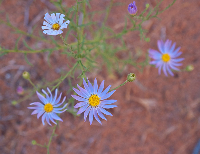 Delicate Blue Flowers