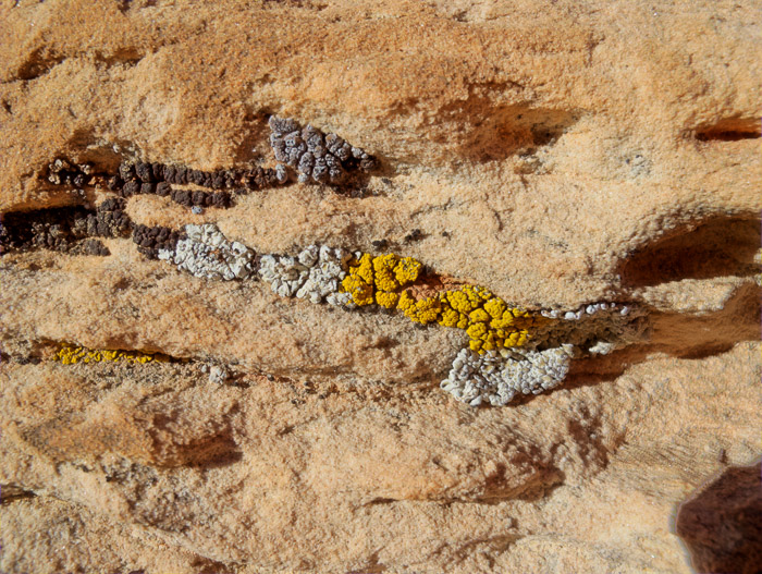 Lichens