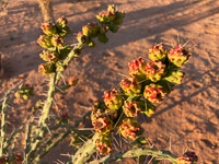 0004 Lake Powell Utah 2020 Roadside Flowers 2020 