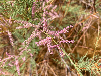 0056 Lake Powell Utah 2020 Roadside Flowers 2020 Tamarisk Flowers