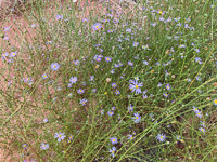 0064 Lake Powell Utah 2020 Roadside Flowers 2020 