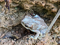 0109 Lake Powell Utah 2020 Toad