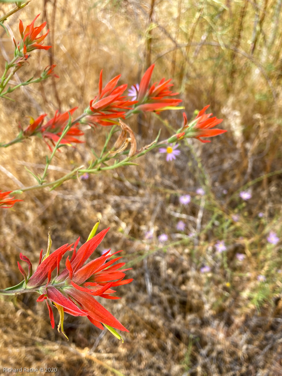 Indian Paintbrush