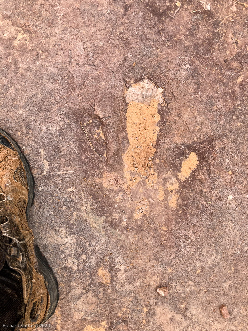 DInosaur Tracks??