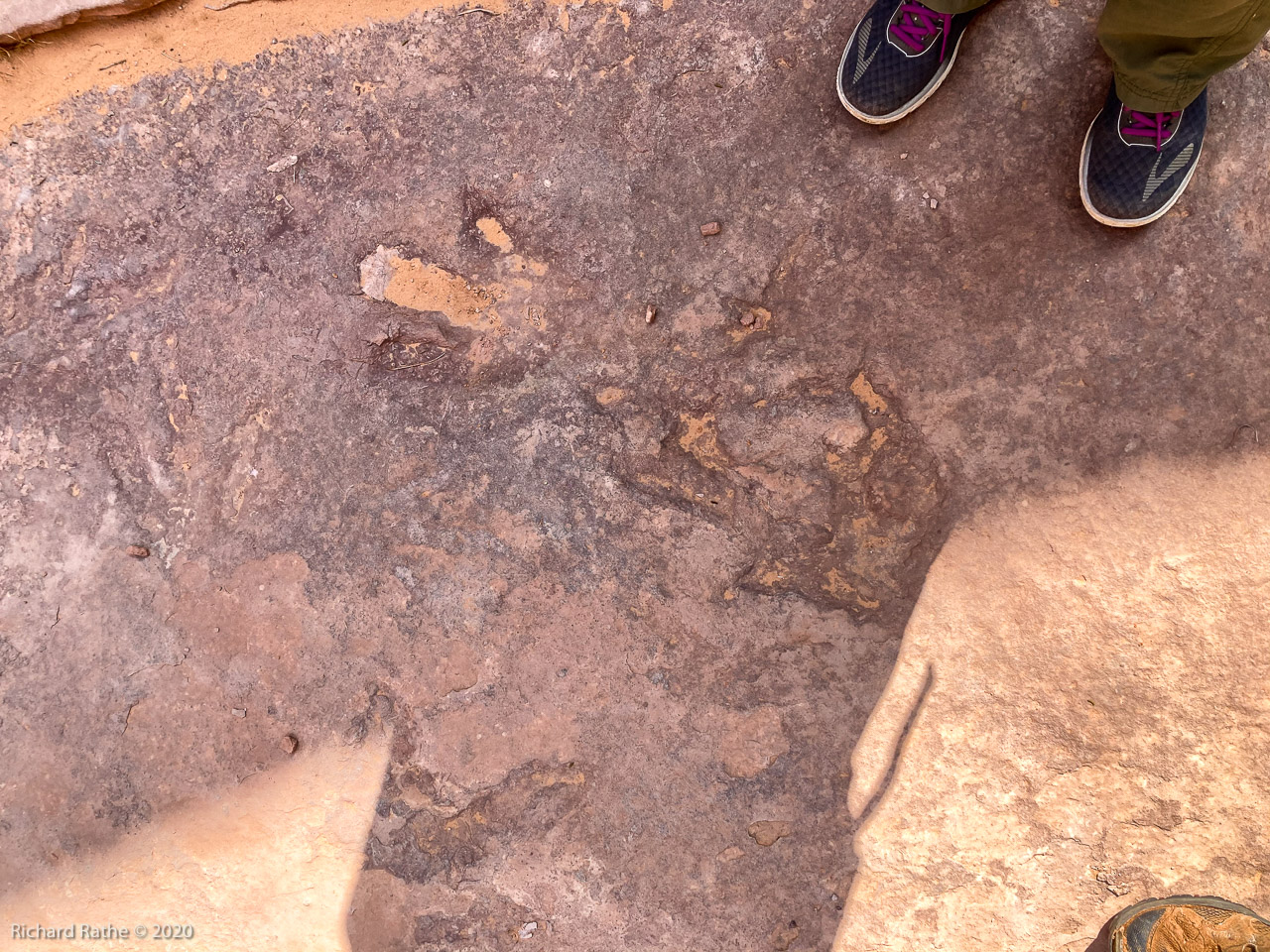 DInosaur Tracks??