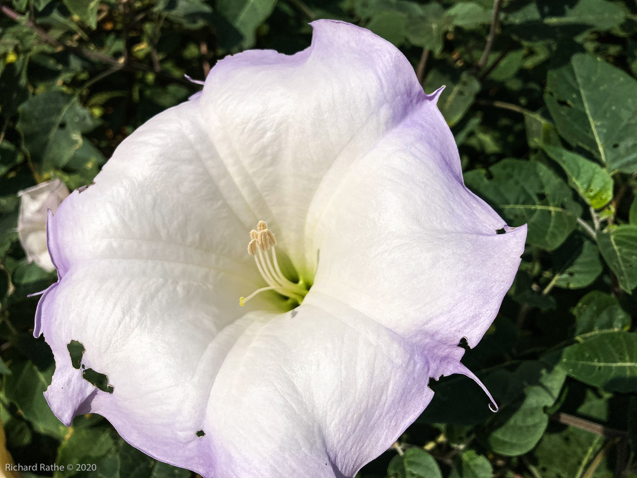 Datura