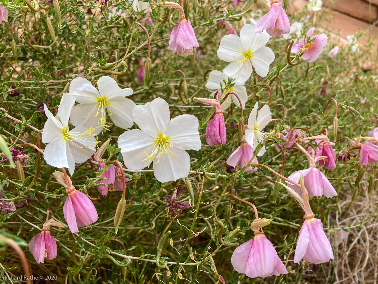 Evening Primrose