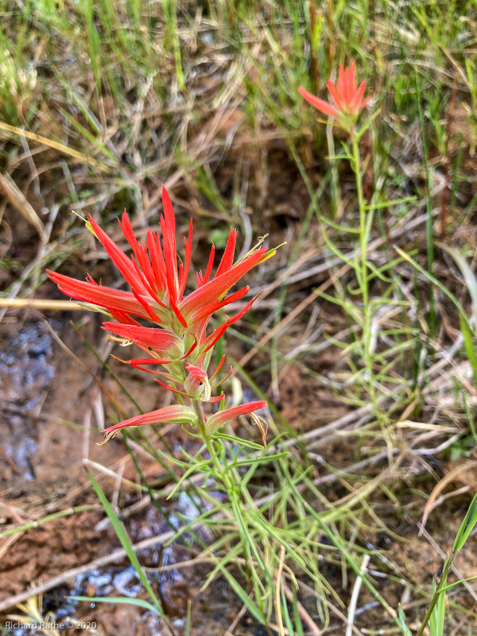 Indian Paintbrush