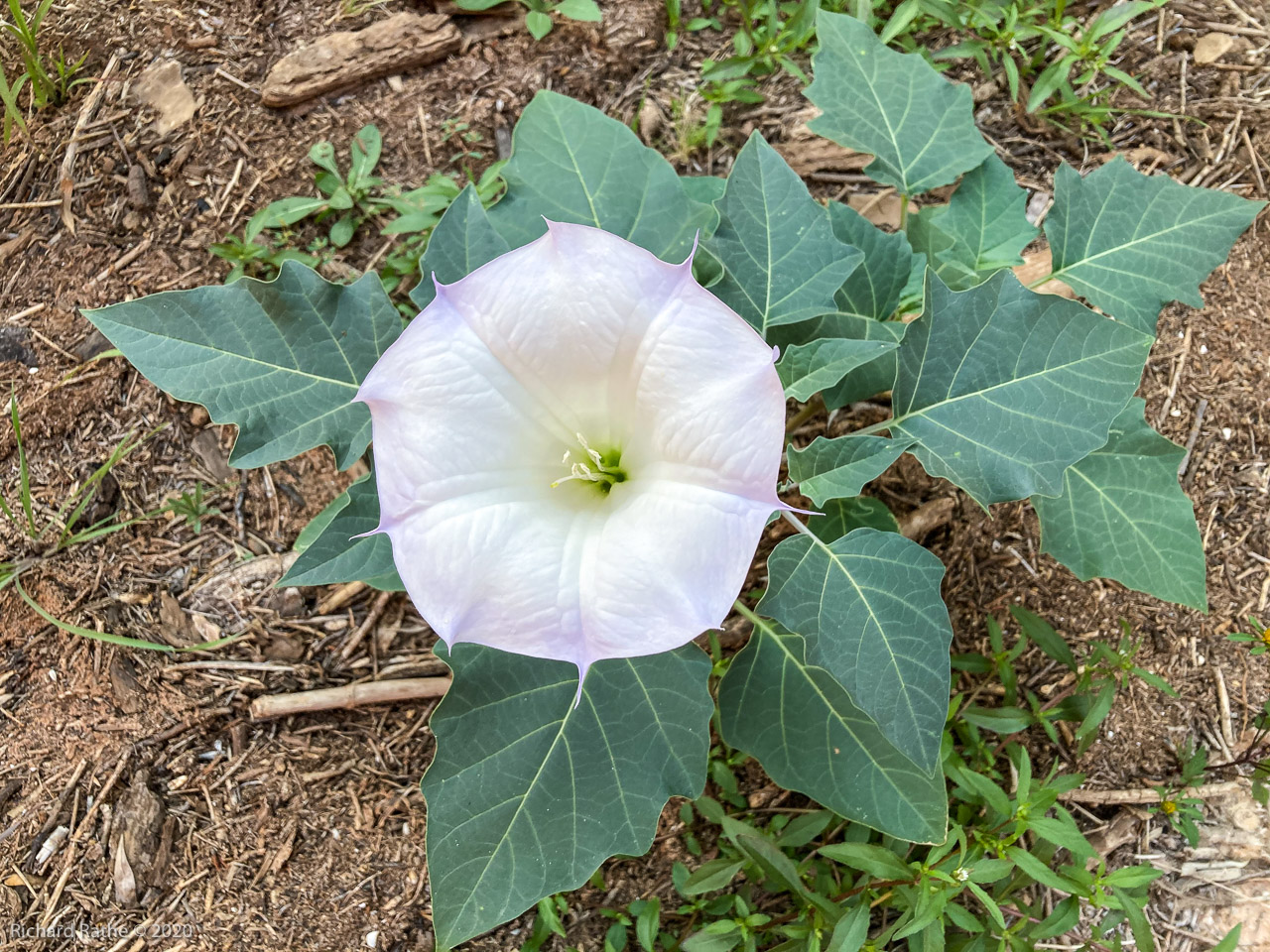 Datura