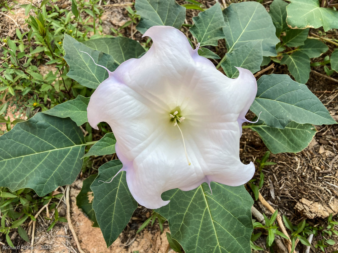 Datura