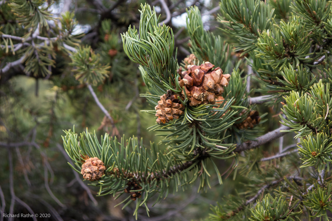 Pinyon Pine